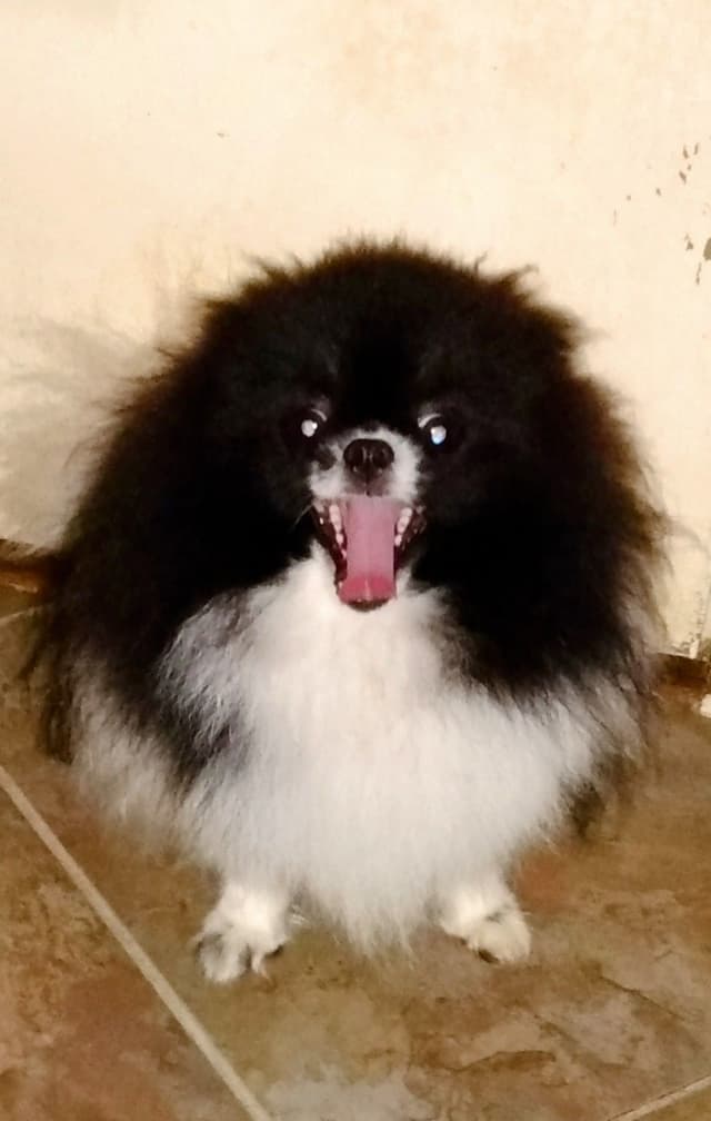 Pomeranian Puppies media 3