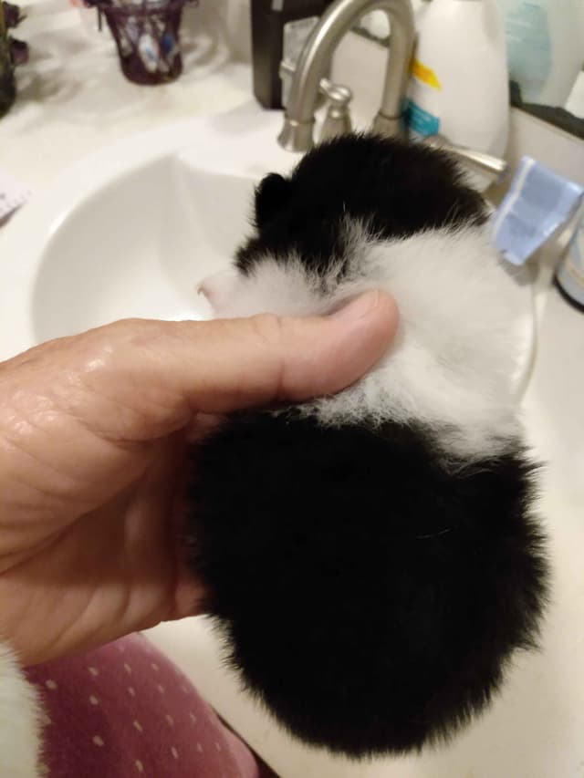 Pomeranian Puppies media 4