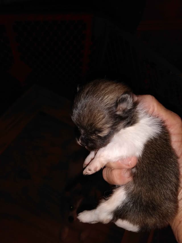 Pomeranian Puppies media 6