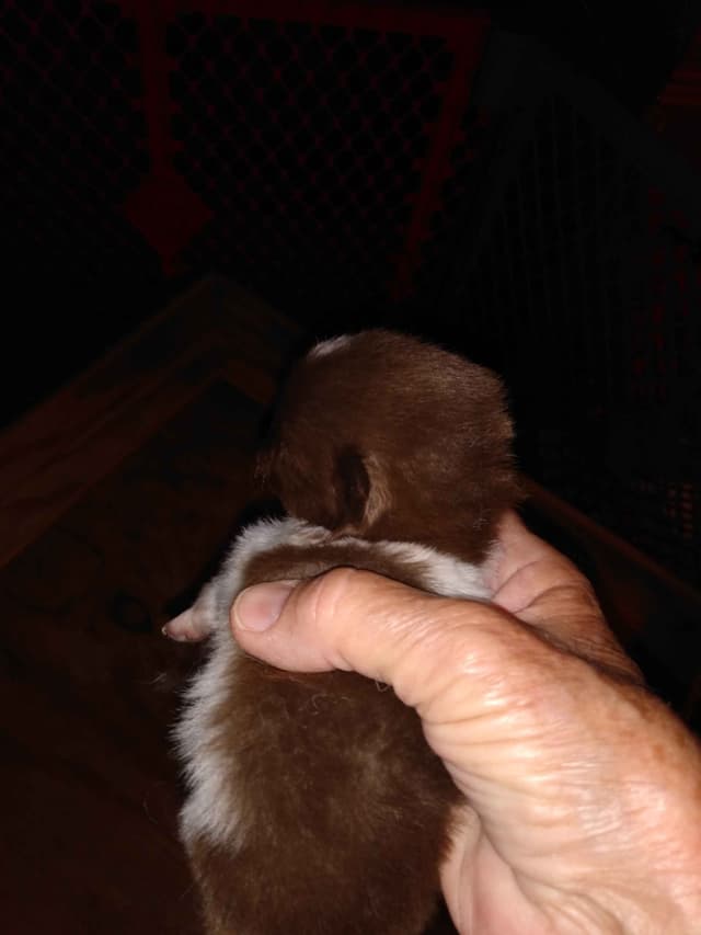 Pomeranian Puppies media 10