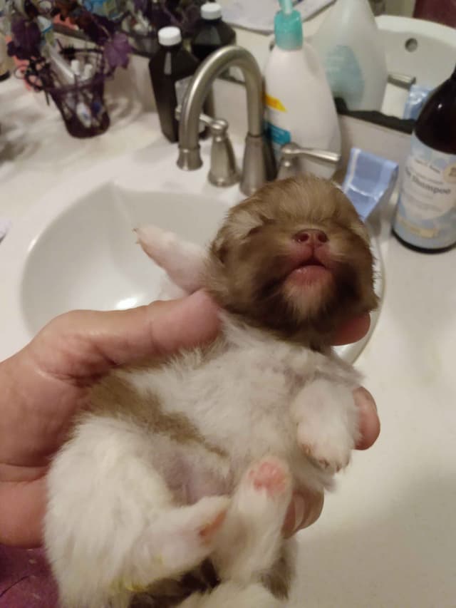 Pomeranian Puppies media 11