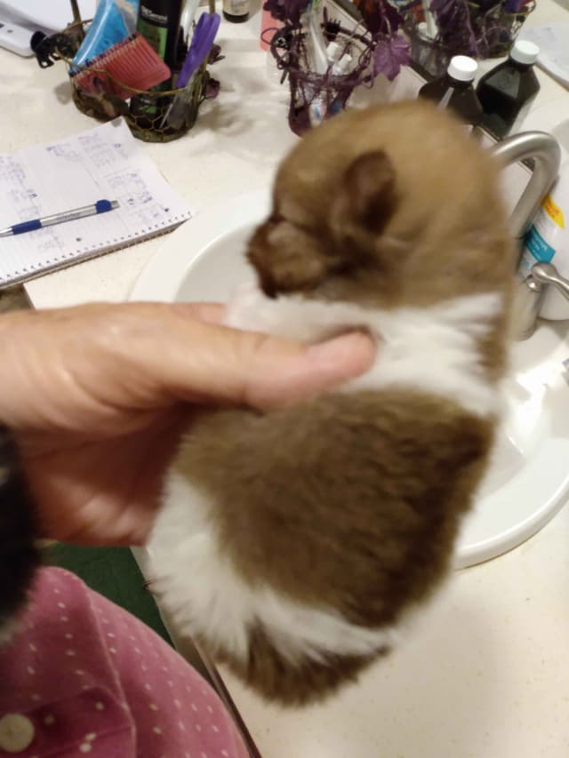 Pomeranian Puppies media 12
