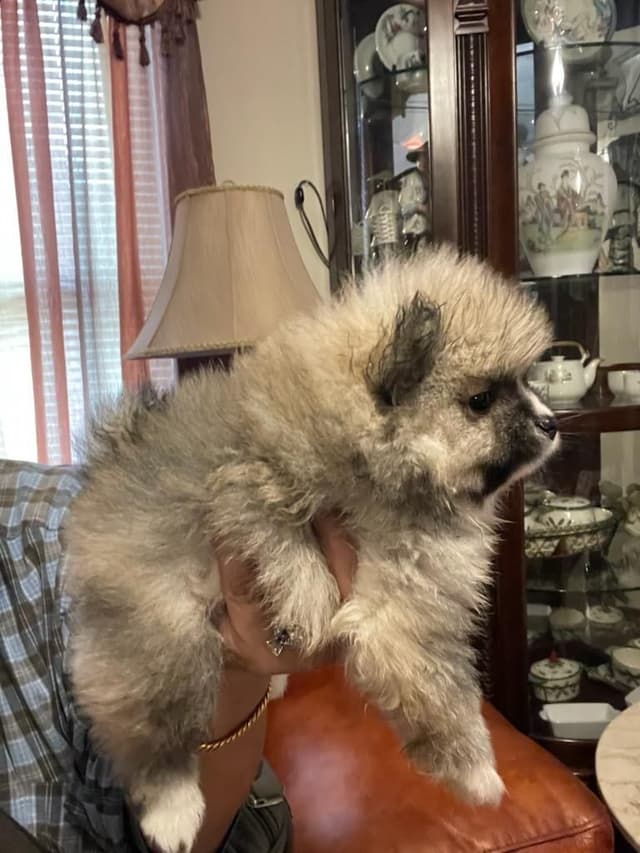 Pomeranian Puppies media 13