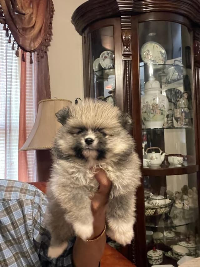 Pomeranian Puppies media 14