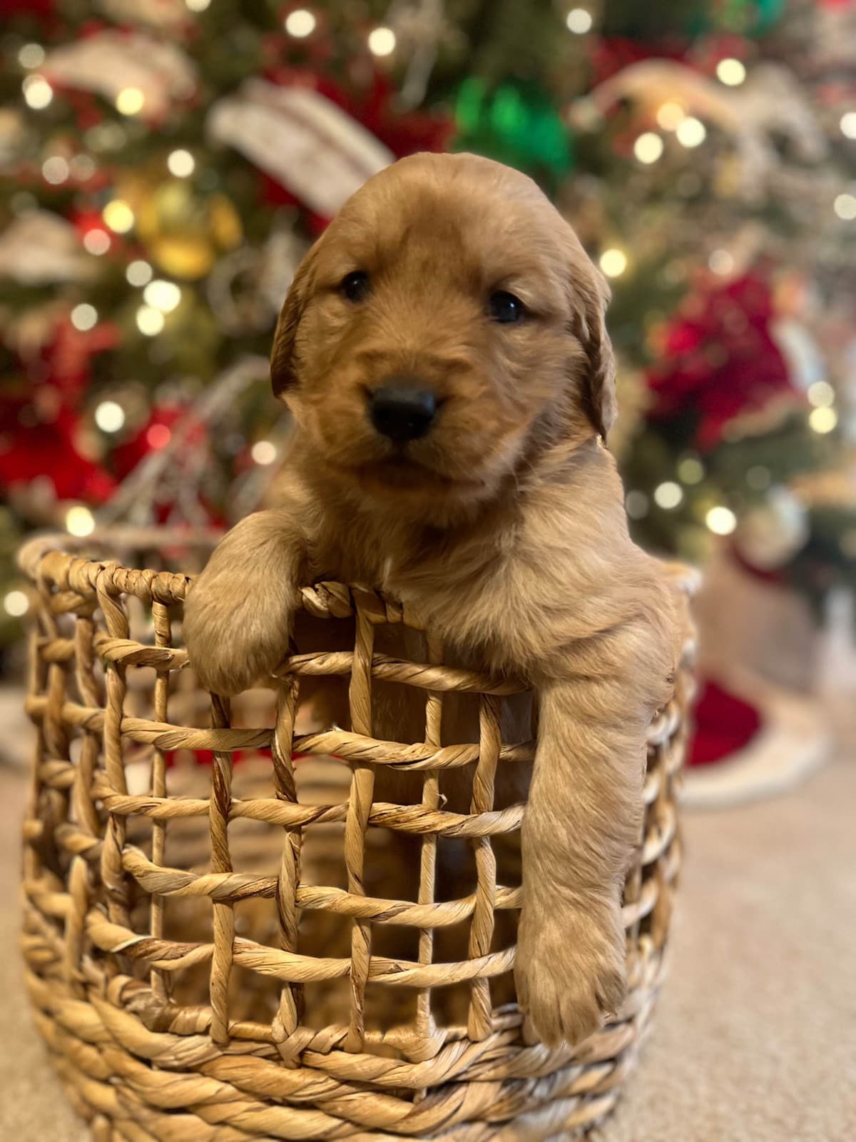 Golden Retriever Puppies breeder image 1