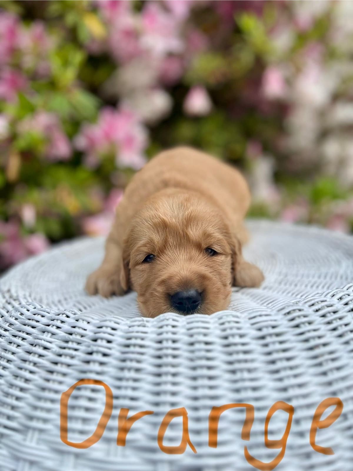 Golden Retriever Puppies breeder image 5