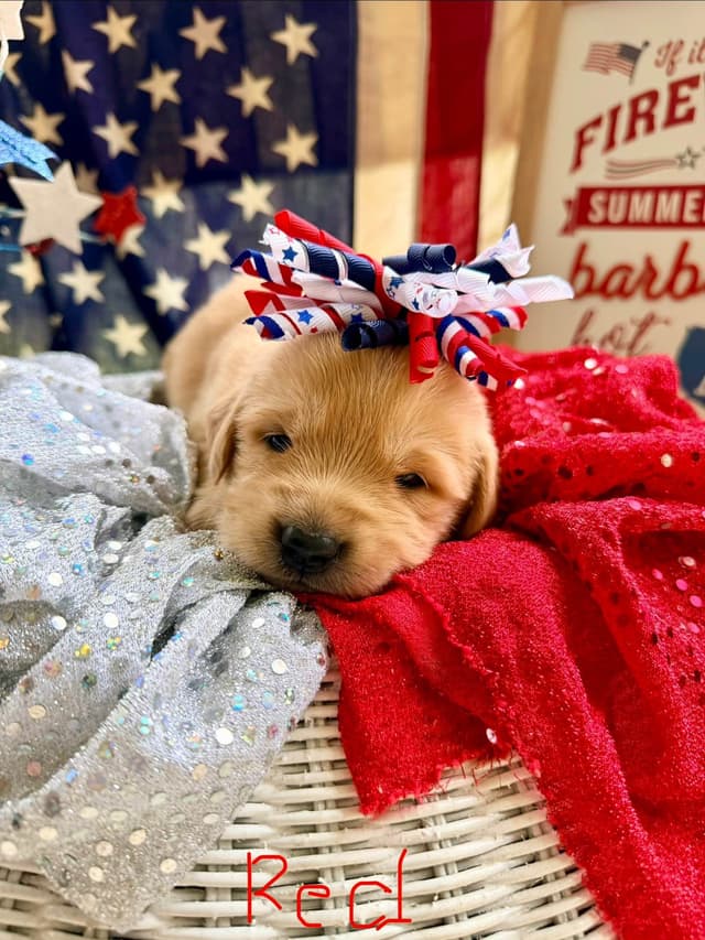 Golden Retriever Puppies media 2