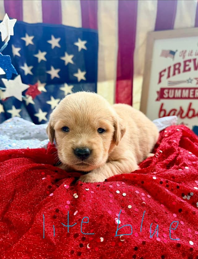 Golden Retriever Puppies media 3