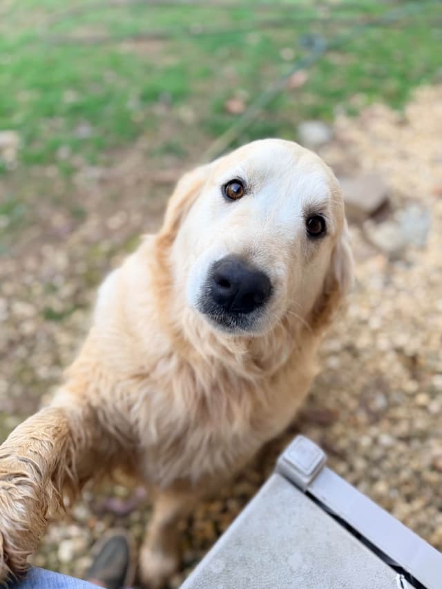 Golden Retriever Puppies media 4