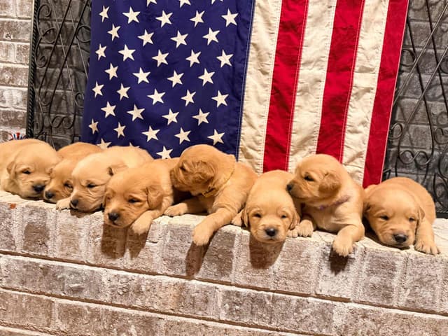Golden Retriever Puppies media 5