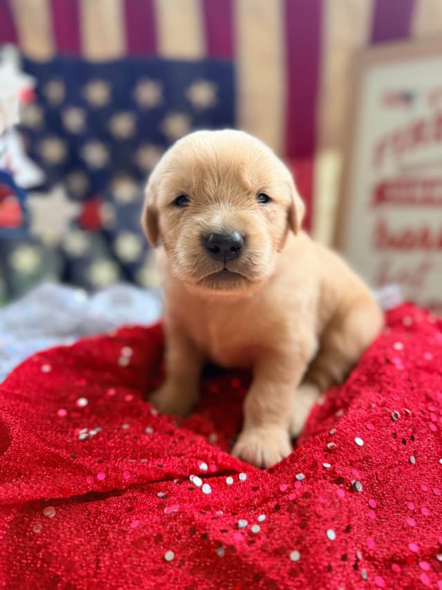 Golden Retriever Puppies media 6