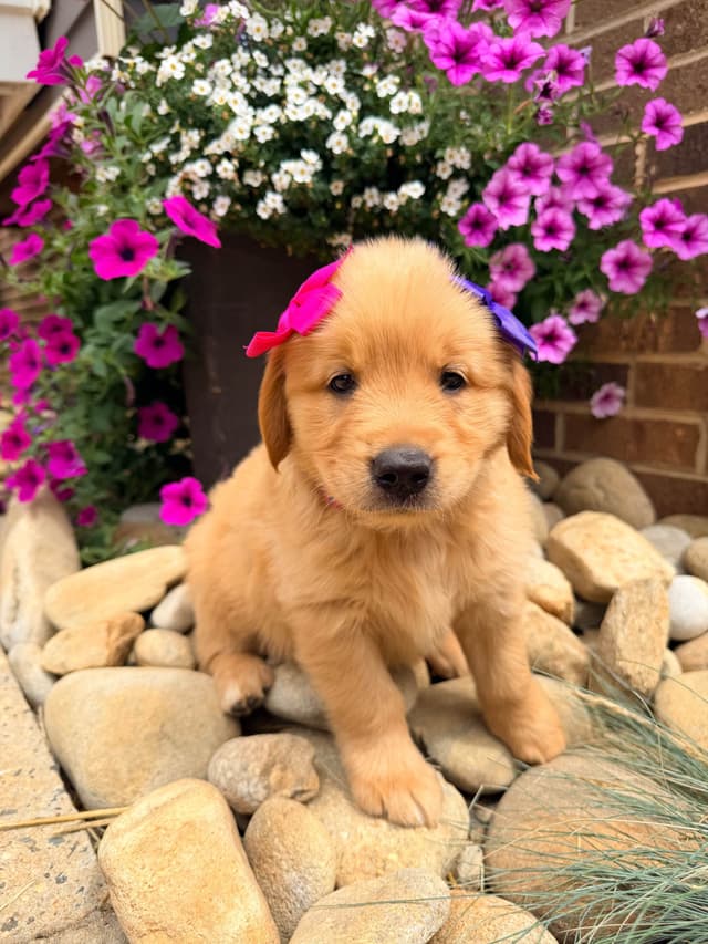 Golden Retriever Puppies media 7