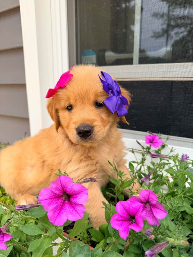 Golden Retriever Puppies media 9