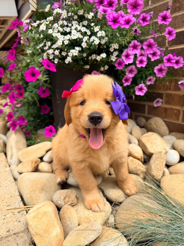 Golden Retriever Puppies media 10