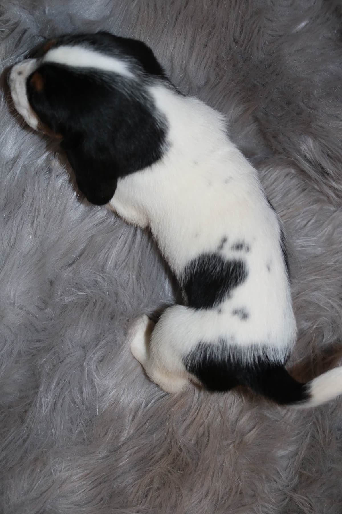 Basset Hound Puppies breeder image 1