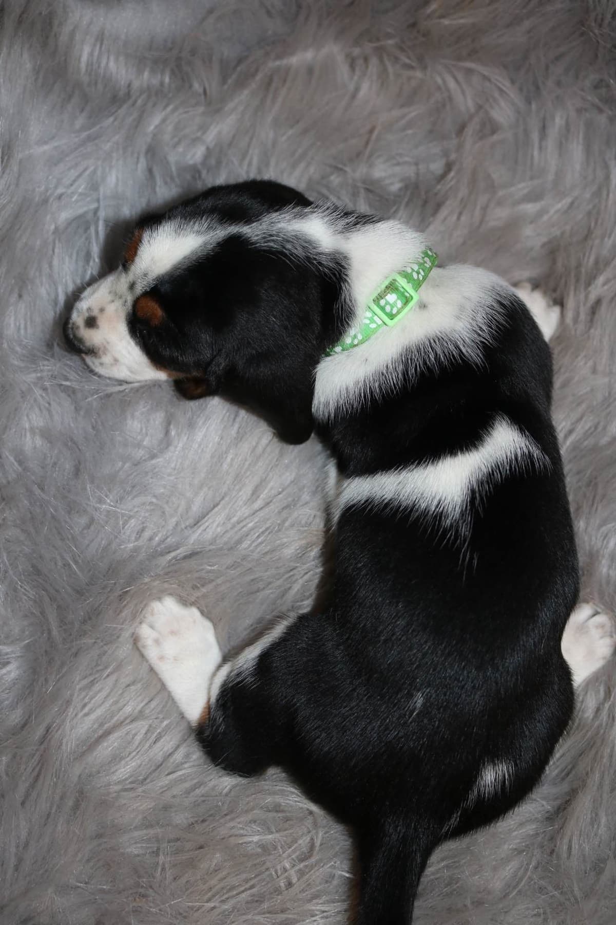 Basset Hound Puppies breeder image 3