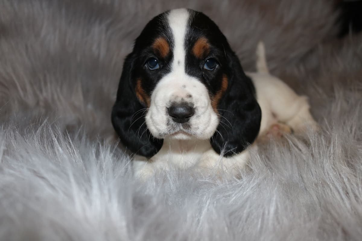 Basset Hound Puppies breeder image 2