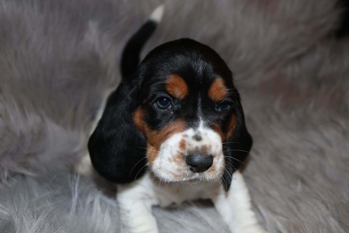 Basset Hound Puppies breeder image 5