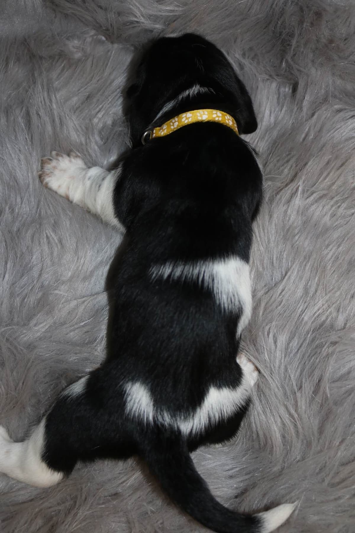 Basset Hound Puppies breeder image 6