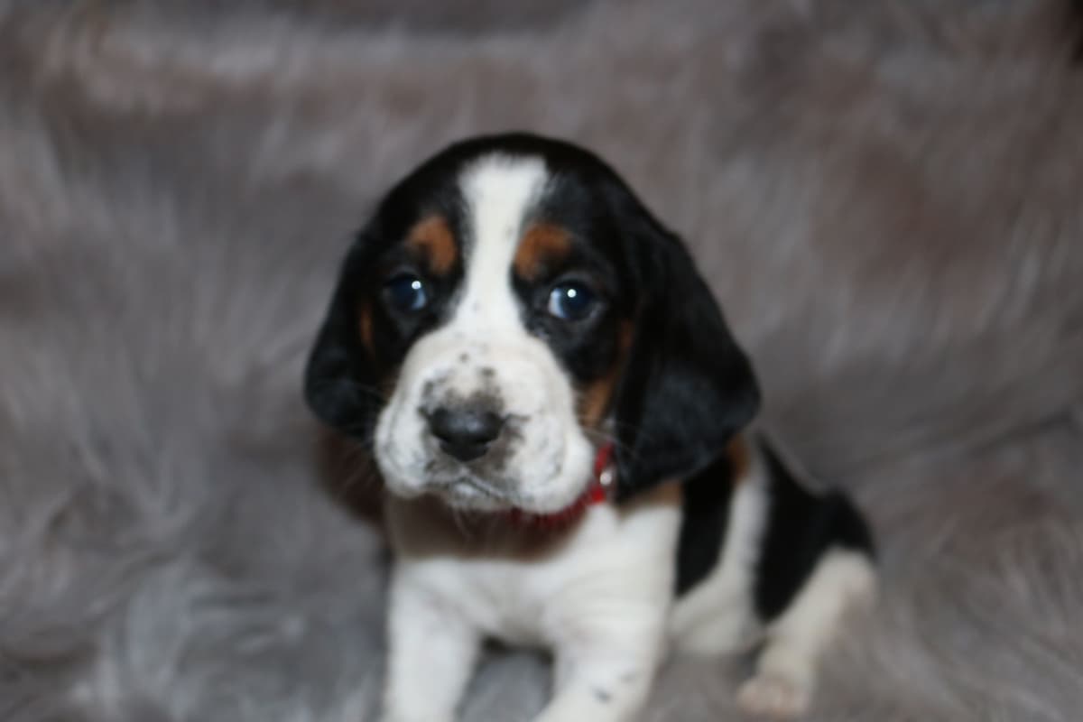 Basset Hound Puppies breeder image 9