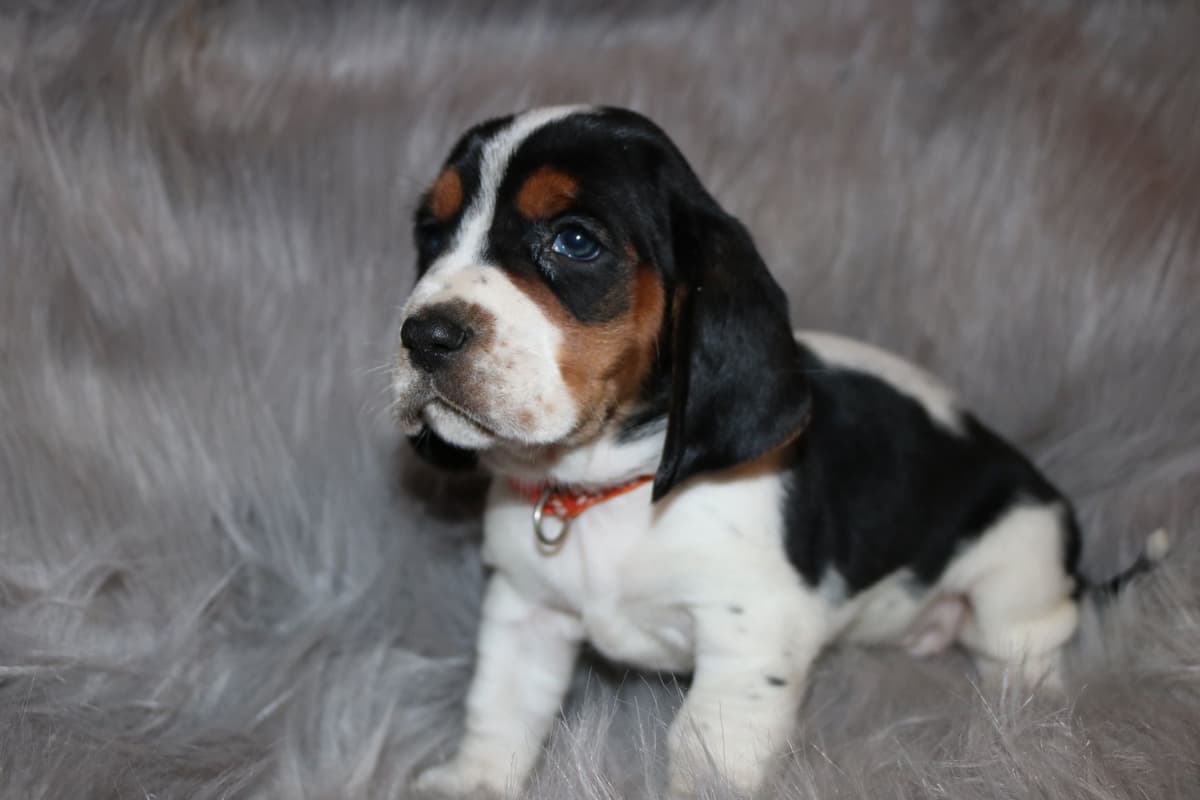 Basset Hound Puppies breeder image 11