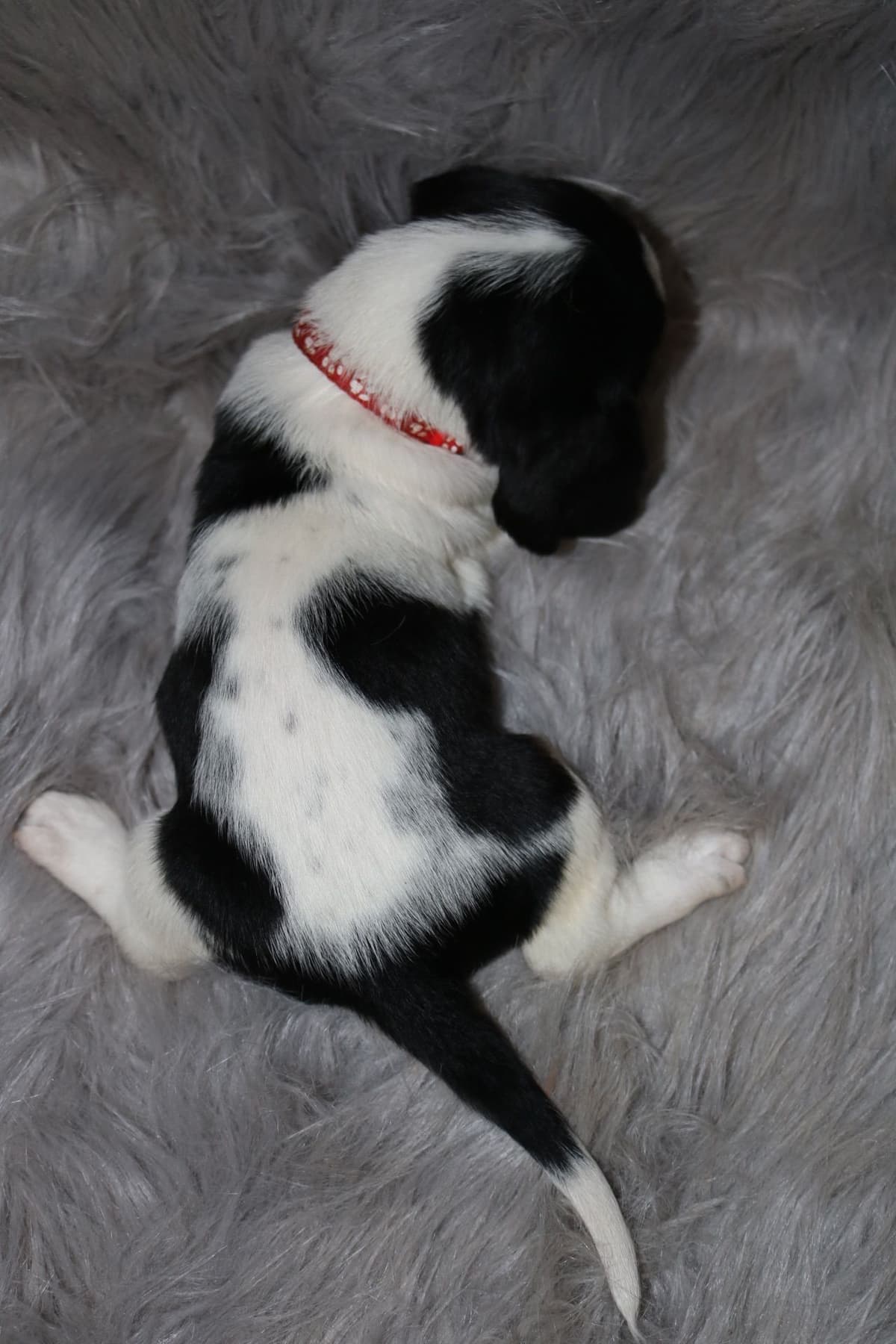 Basset Hound Puppies breeder image 8