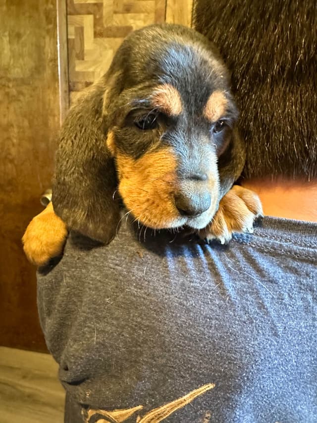 Basset Hound Puppies media 6