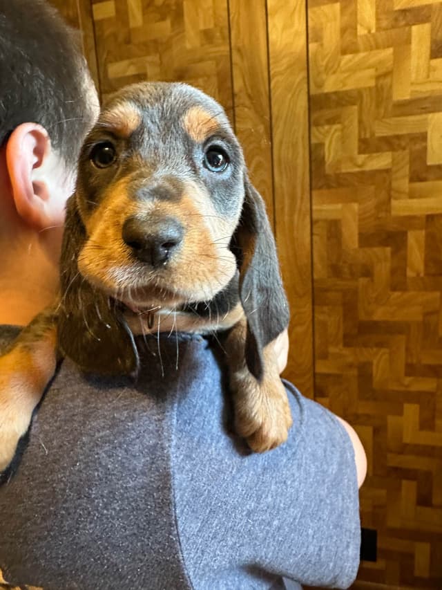 Basset Hound Puppies media 7