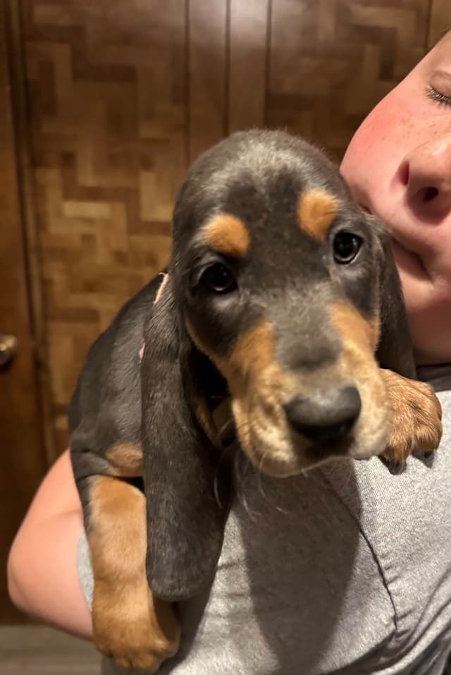 Basset Hound Puppies media 8