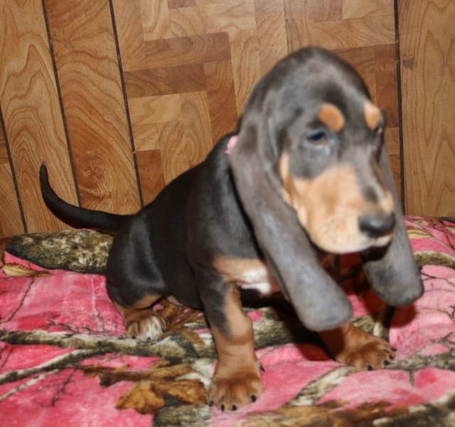 Basset Hound Puppies media 2