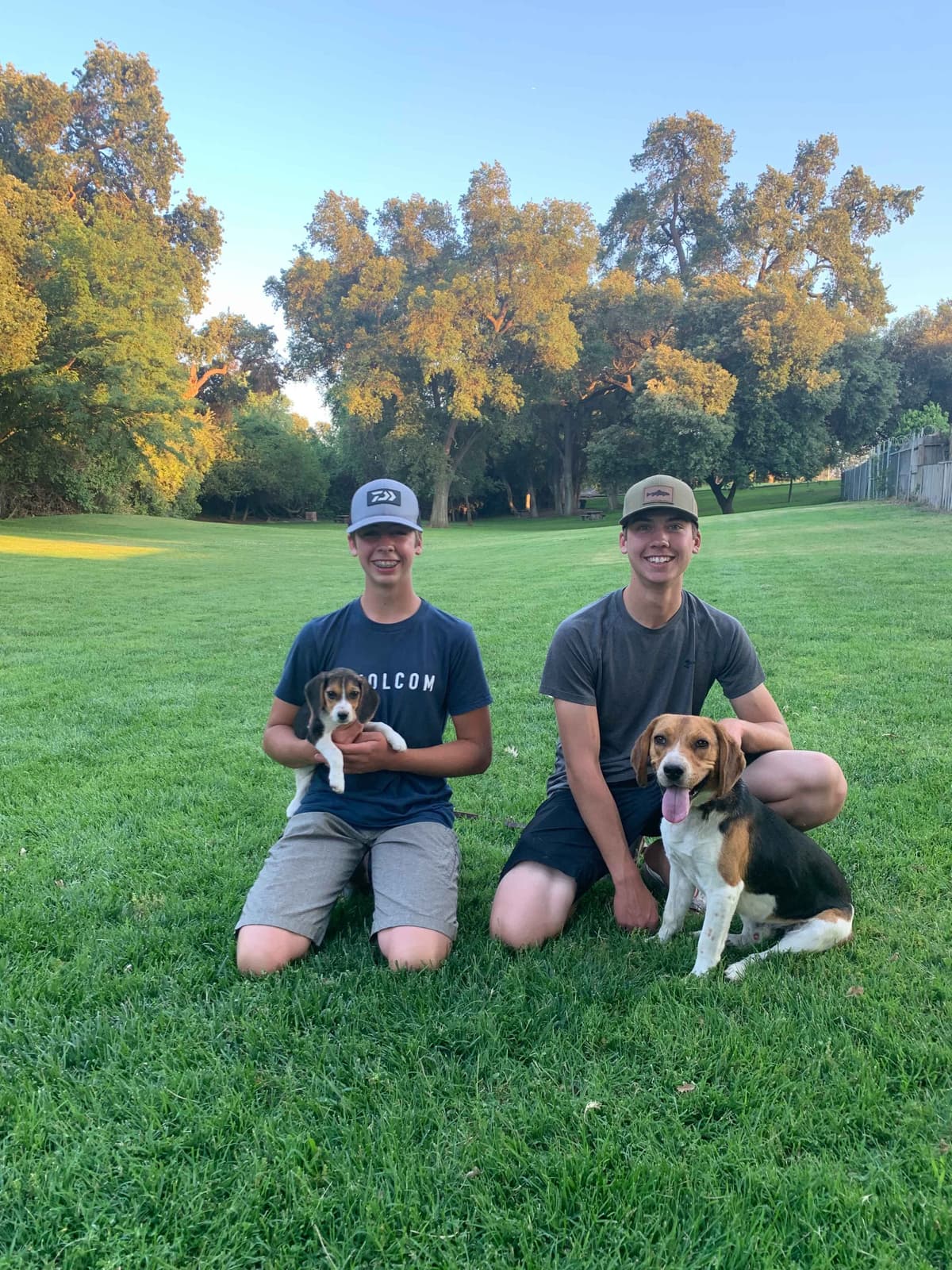 Beagle Puppies breeder image 1