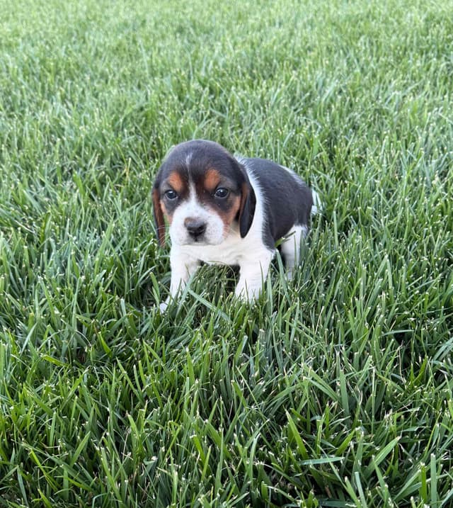 Beagle Puppies media 2