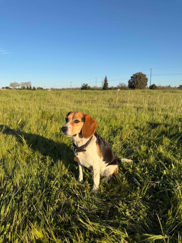 Beagle Puppies media 3