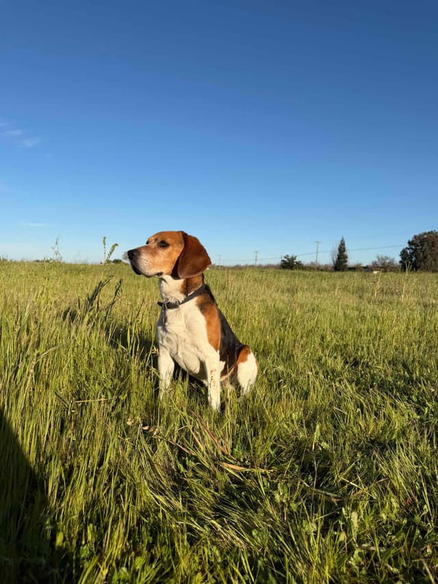 Beagle Puppies media 4