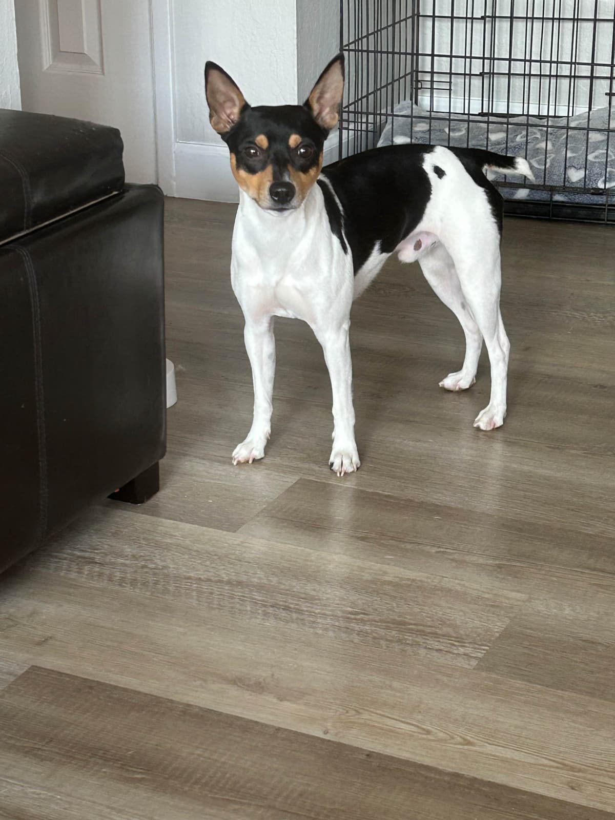 Rat Terrier Puppies breeder image 1