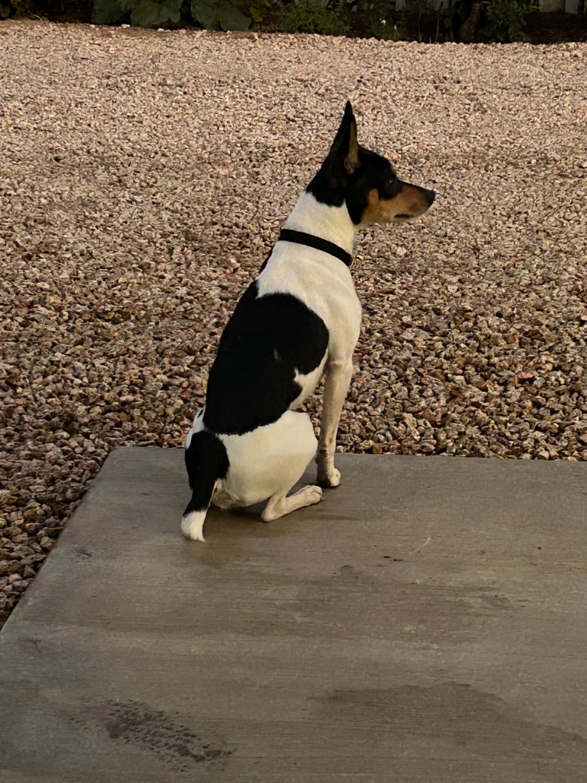 Rat Terrier Puppies breeder image 2