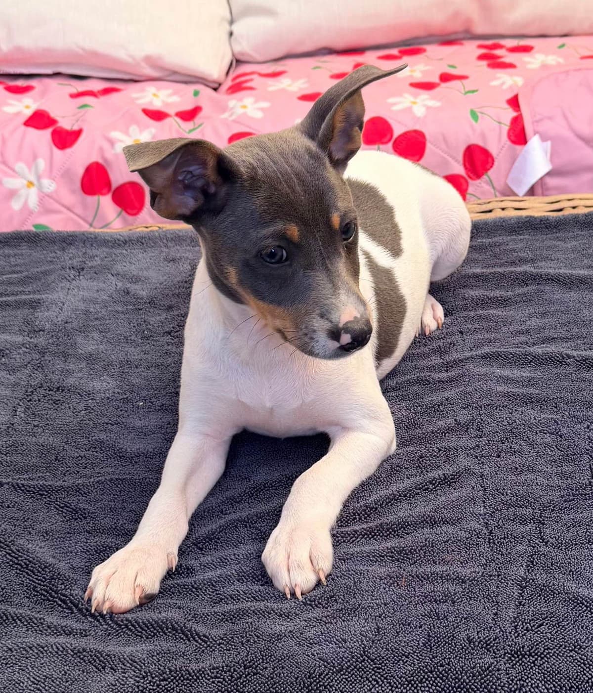 Rat Terrier Puppies breeder image 8