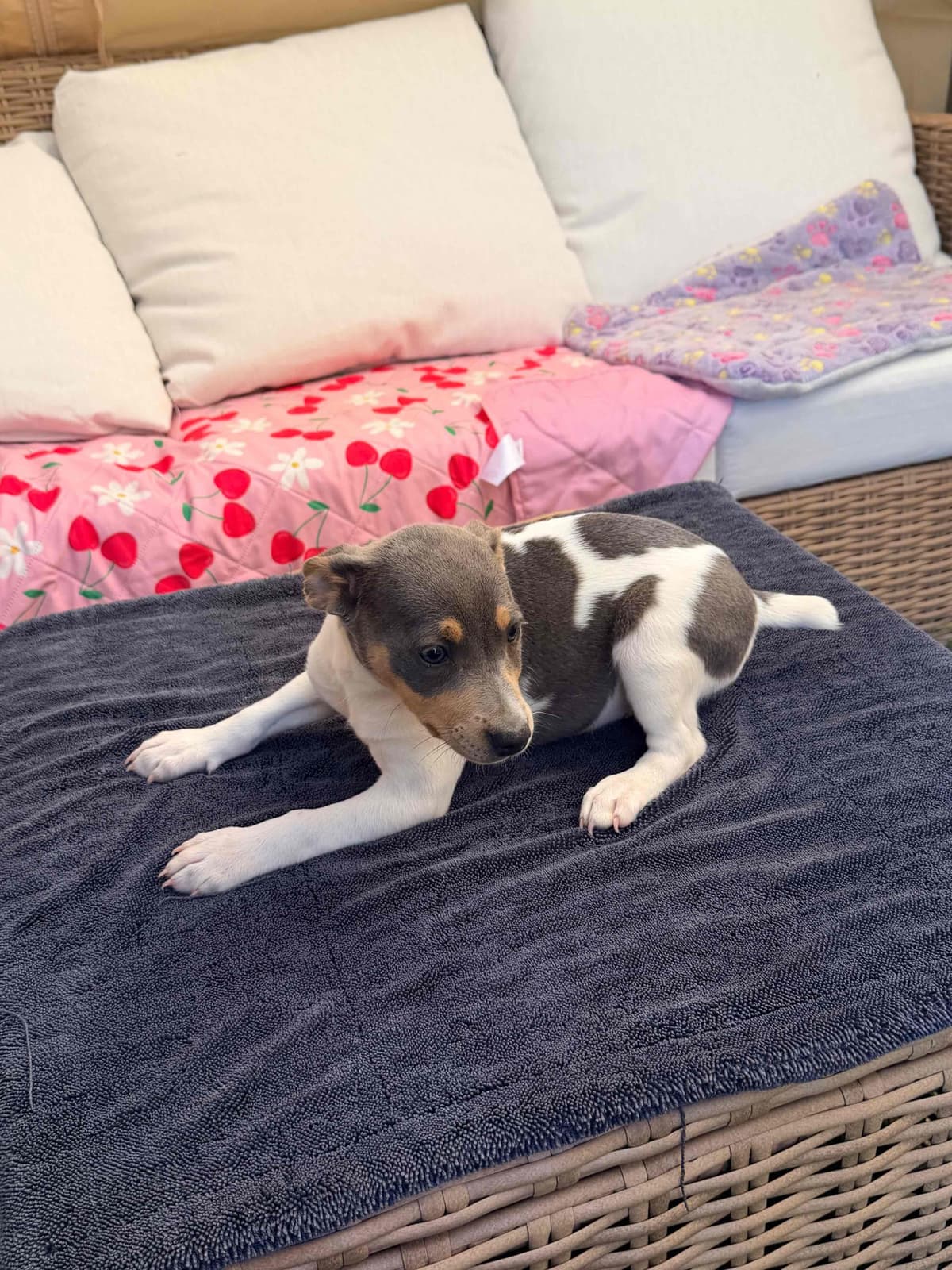 Rat Terrier Puppies breeder image 7