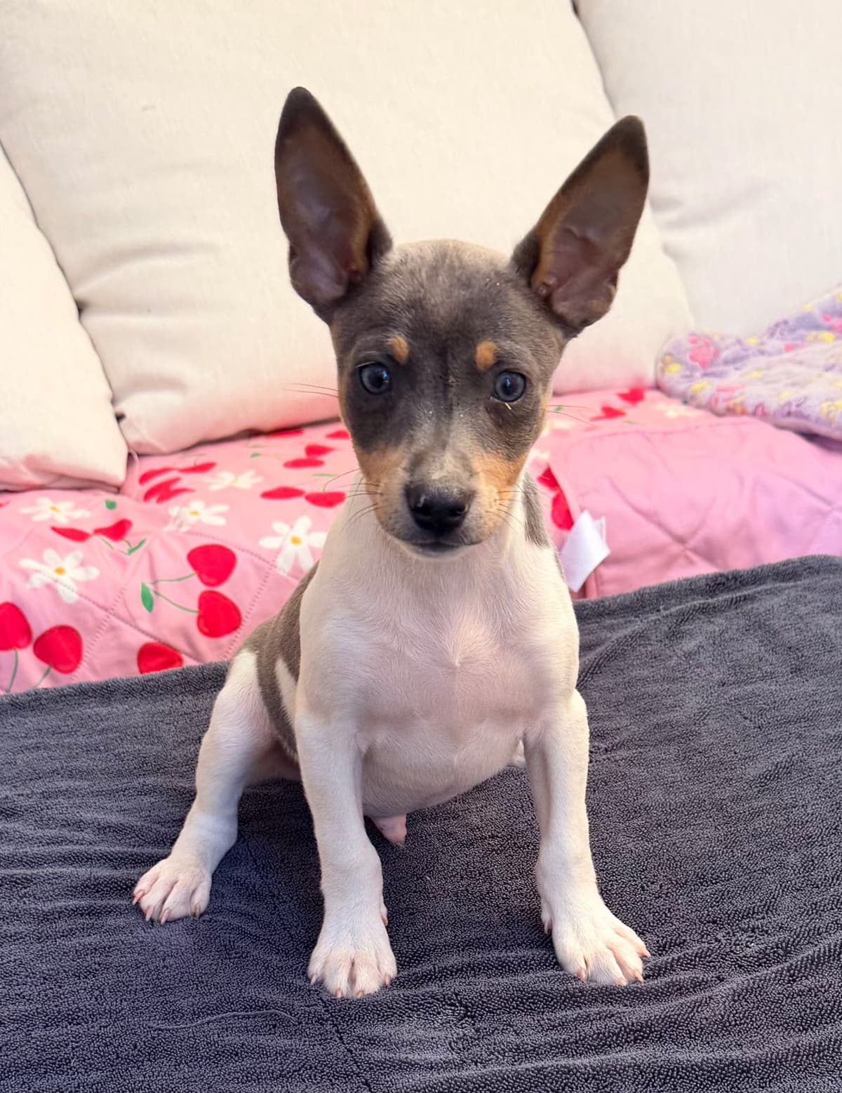 Rat Terrier Puppies breeder image 10