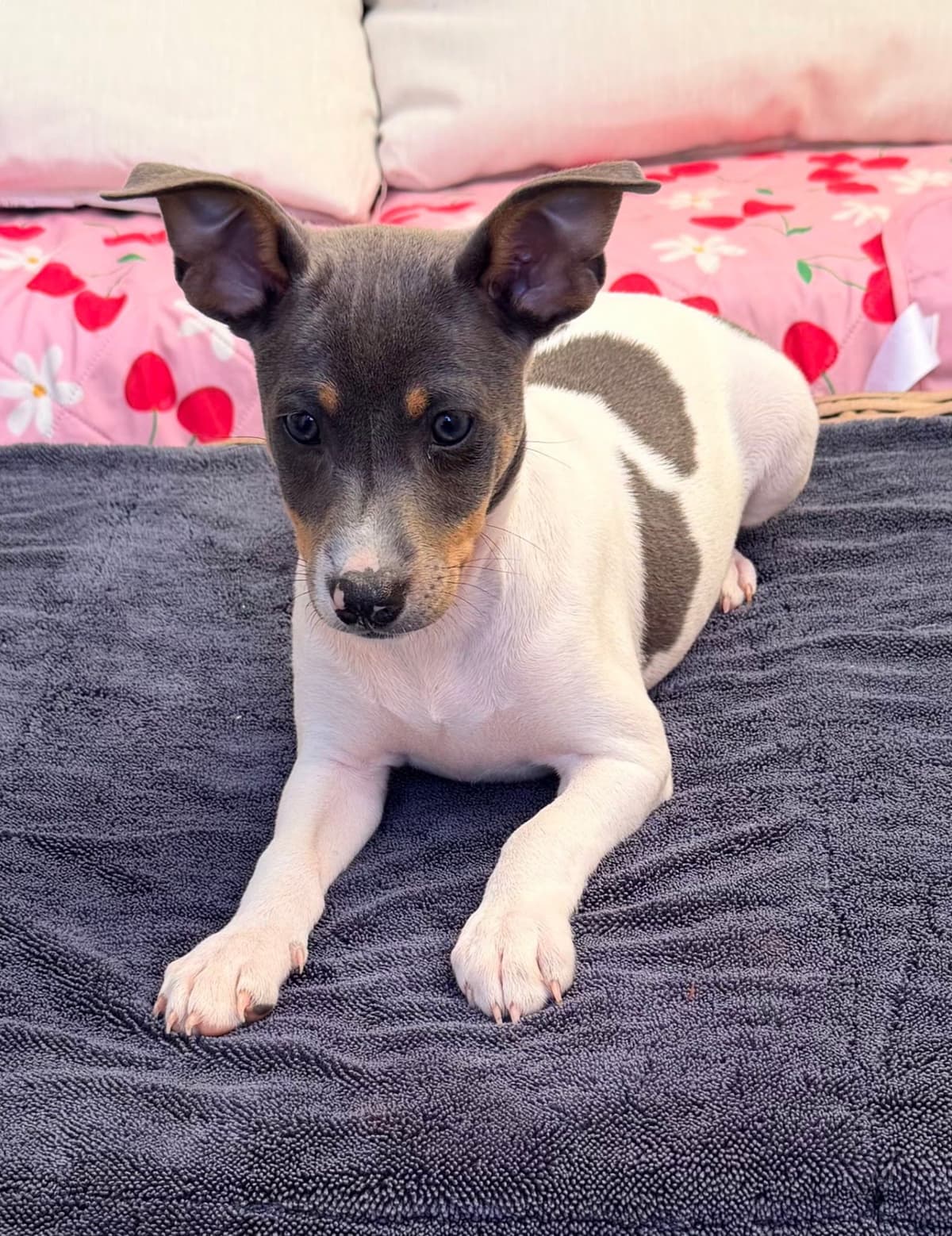 Rat Terrier Puppies breeder image 9