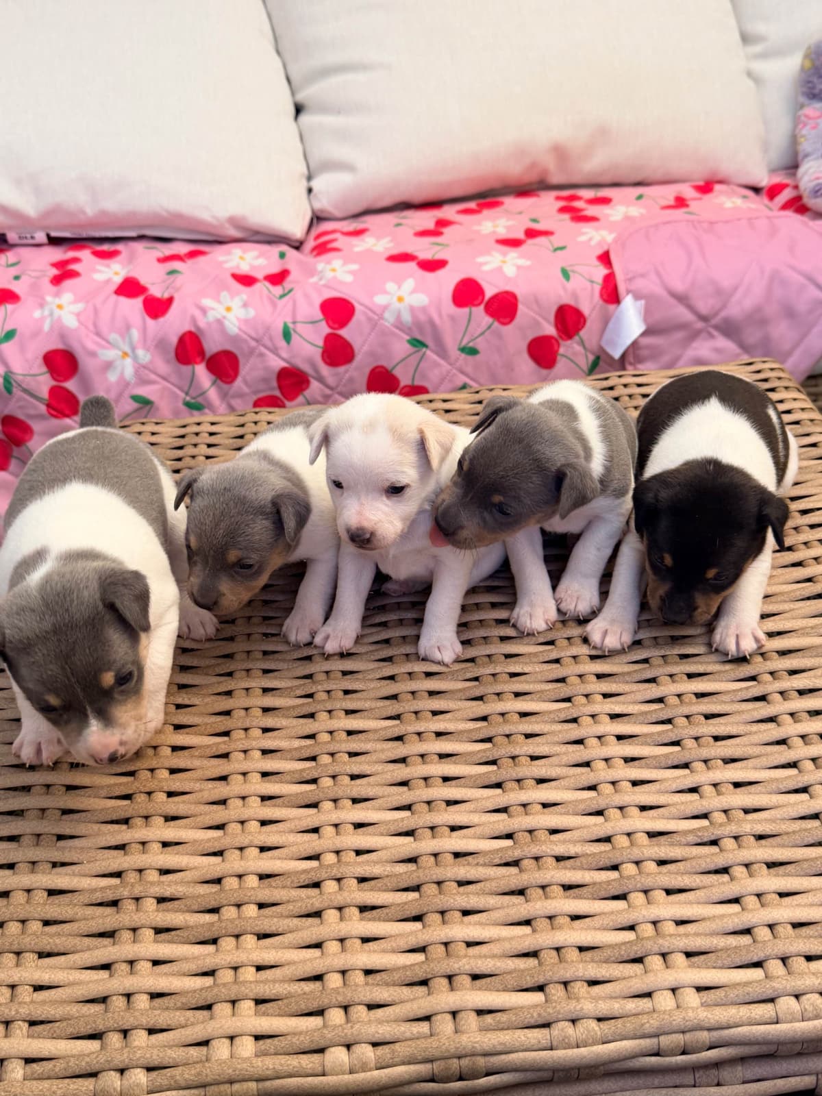 Rat Terrier Puppies breeder image 12