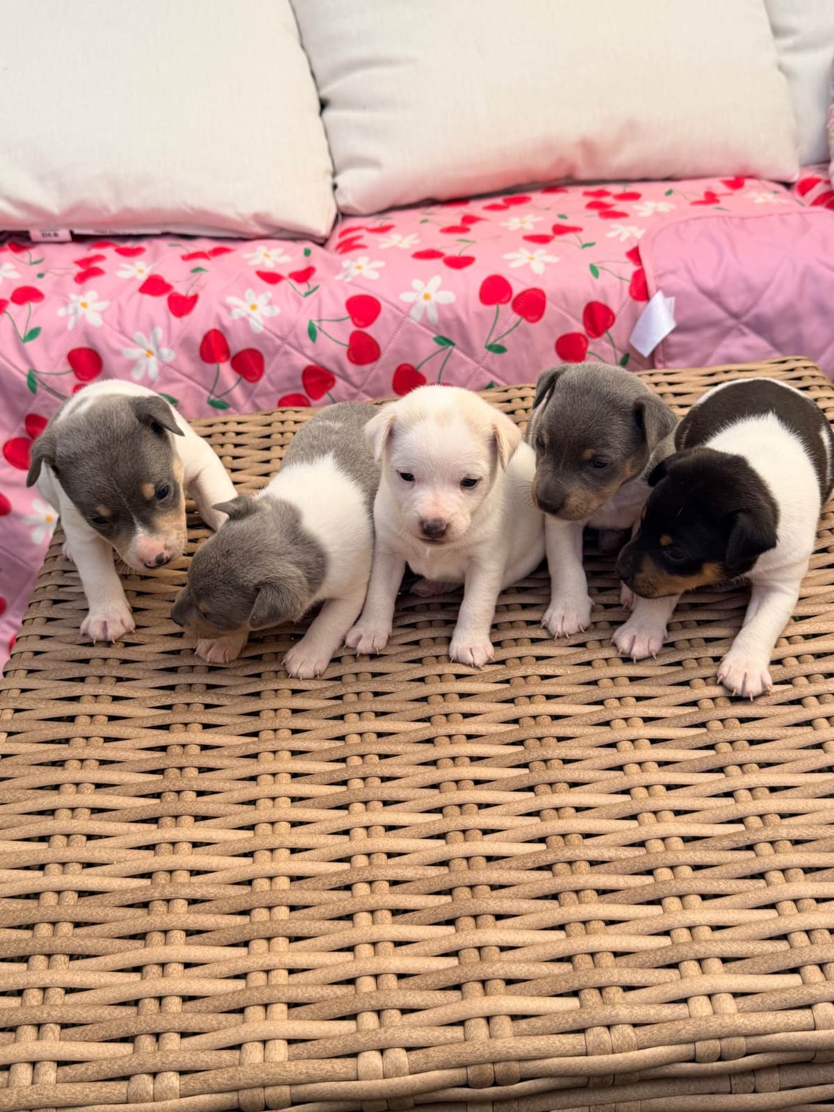 Rat Terrier Puppies breeder image 13
