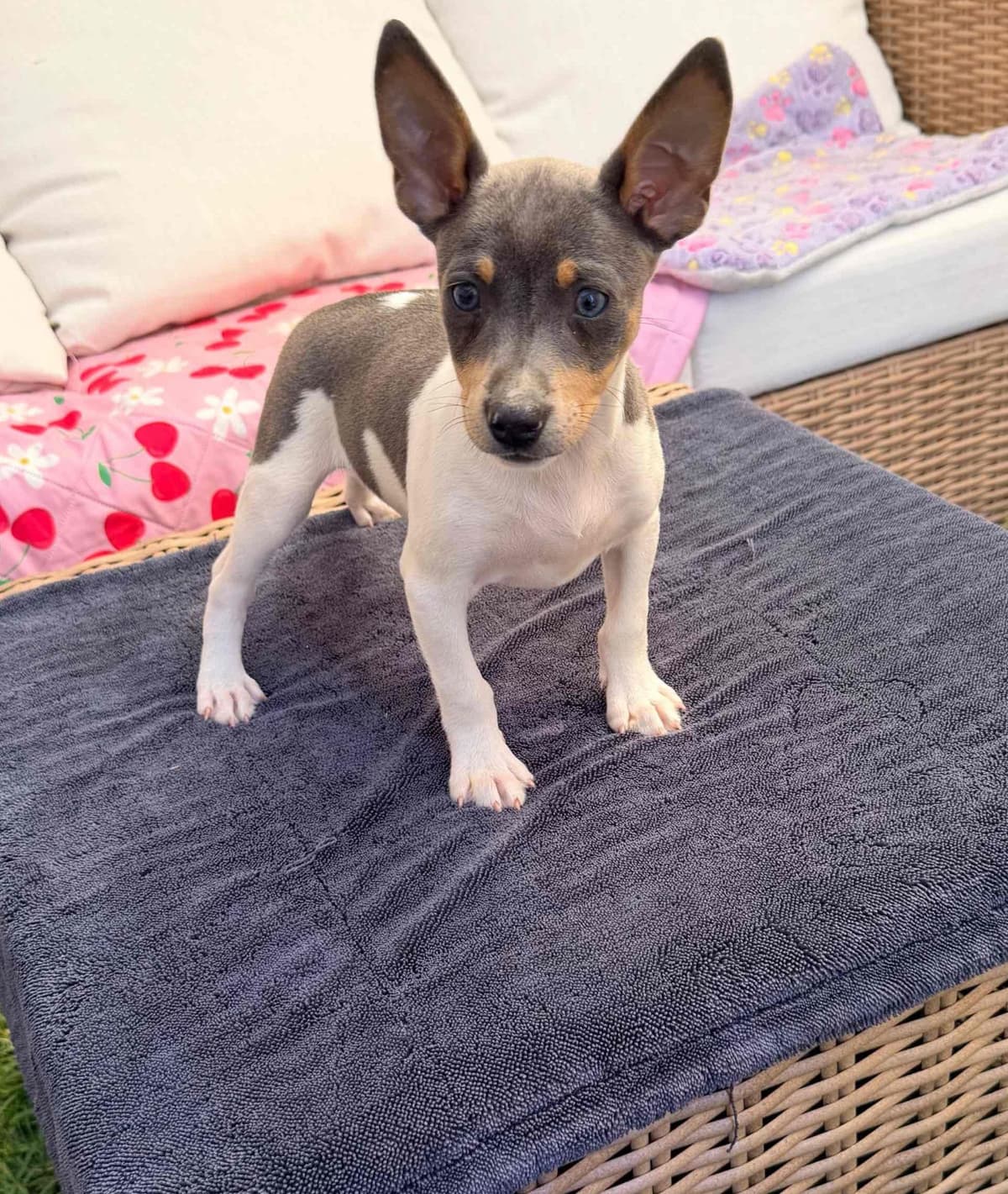 Rat Terrier Puppies breeder image 11
