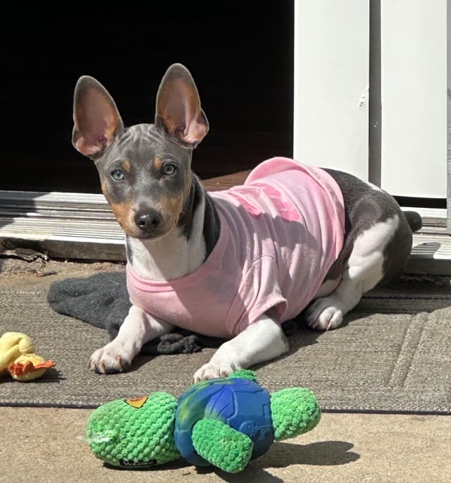 Rat Terrier Puppies media 3