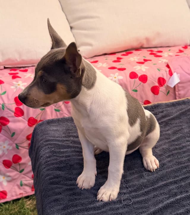 Rat Terrier Puppies media 7
