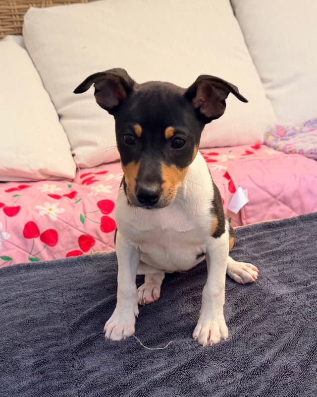 Rat Terrier Puppies media 4