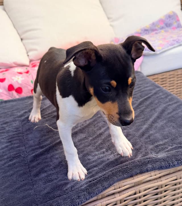 Rat Terrier Puppies media 5
