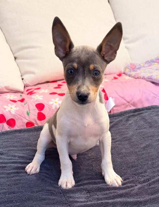 Rat Terrier Puppies media 10