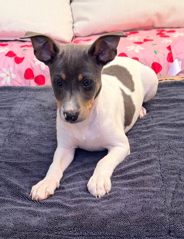 Rat Terrier Puppies media 8