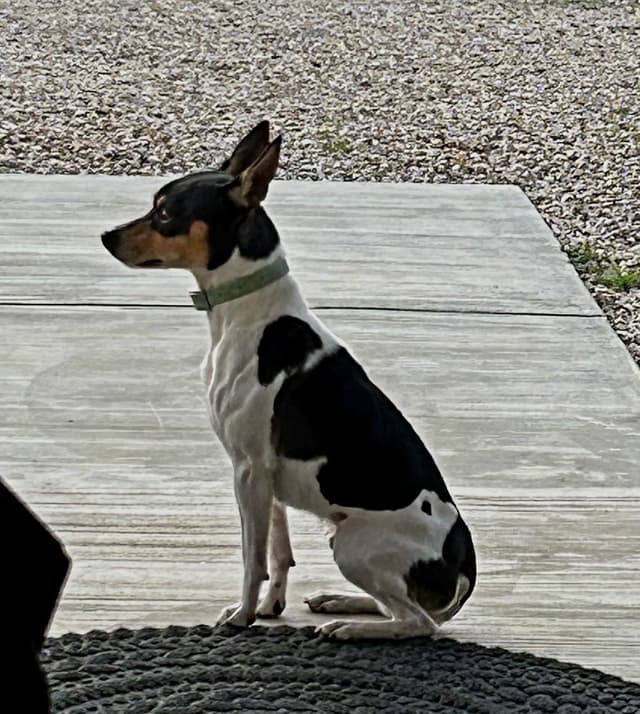 Rat Terrier Puppies media 2